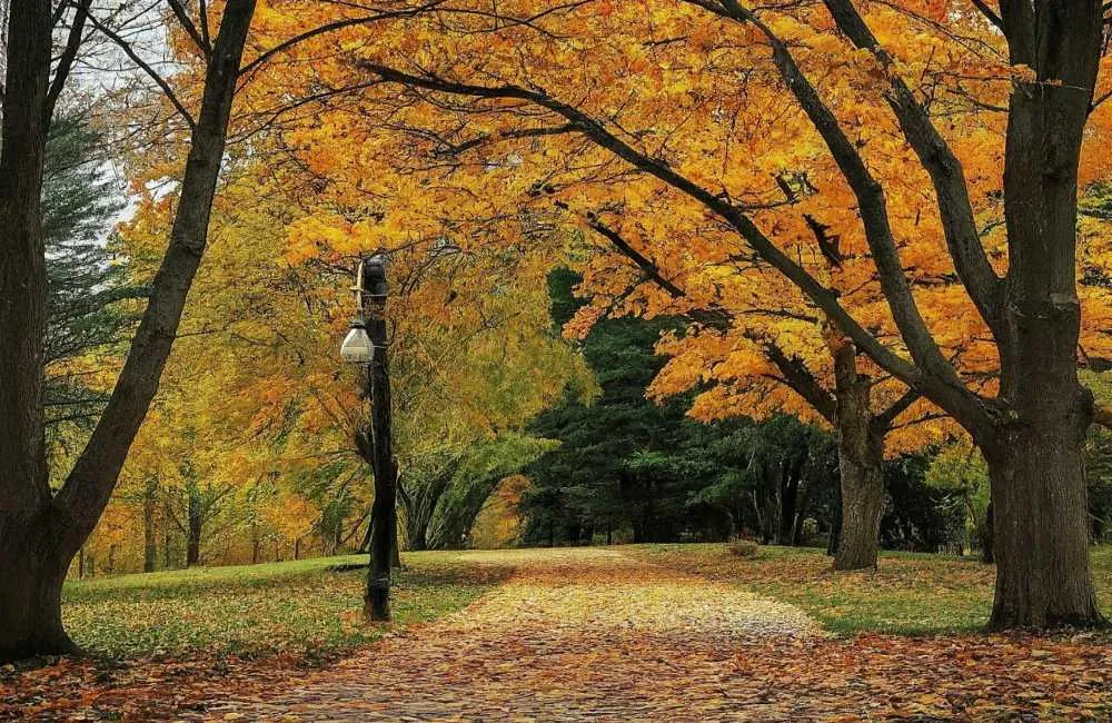 Kanata green space in autumn